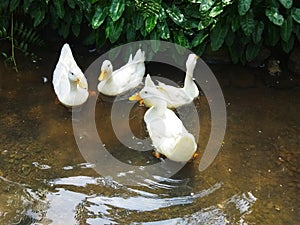 White ducks swimming in the river