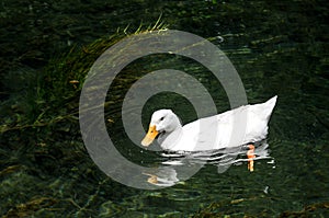 White ducks swimming in the river. Domestic Duck, reflection in water. Wild duck close up portrait. Birds swimming in the water. D