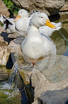 White ducks taking sunbath