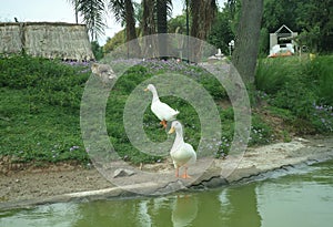 White ducks with yellow beaks on the shore of the lake. Lawn with lilac flowers.