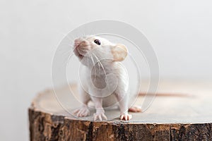 White dumbo rat sitting on brown wood slice. Lovely and cute pet, background, close-up, backlit.