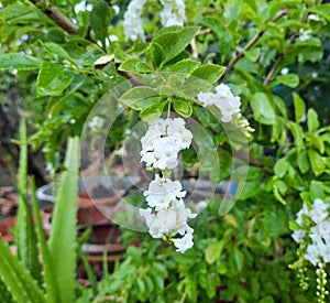 White Duranta in garden