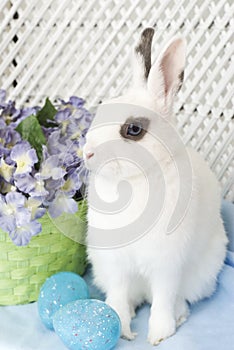 White Dwarf Easter Bunny