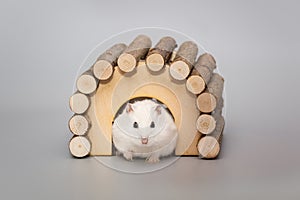 White Dzhungarian hamster in wooden house