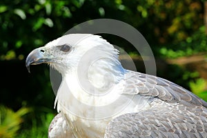 White eagle