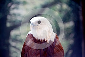 White eagle