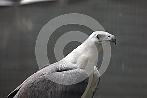 White Eagle With Black Eye