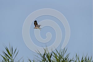 White eagle catch fish and fly in blue sky
