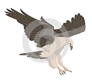 White eagle flying vector illustration