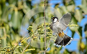 Himalayan bulbul bird