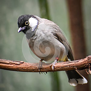 White-Eared Bulbul Bird, Iraqi Bulbul