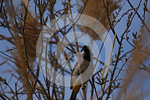 White eared bulbul Pycnonotus leucotis, a bird perched on a cane in the Al Azrak reserve in Jordan and singing a mating song to