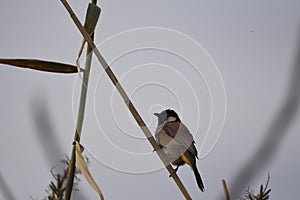 White eared bulbul Pycnonotus leucotis, a bird perched on a cane in the Al Azrak reserve in Jordan and singing a mating song to