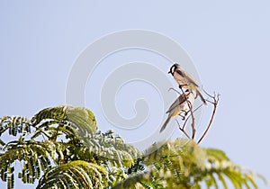 White-eared Bulbul Pycnonotus leucotis. bulbul. A White eared Bulbul Pycnonotus leucotis perched in an Acacia tree, against a