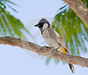 White-eared Bulbul Pycnonotus leucotis. bulbul. A White eared Bulbul Pycnonotus leucotis perched in an Acacia tree, against a