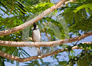 White-eared Bulbul Pycnonotus leucotis. bulbul. A White eared Bulbul Pycnonotus leucotis perched in an Acacia tree, against a