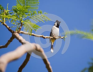 White-eared Bulbul Pycnonotus leucotis. bulbul. A White eared Bulbul Pycnonotus leucotis perched in an Acacia tree, against a