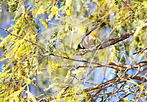 White-eared Bulbul Pycnonotus leucotis. bulbul. A White eared Bulbul Pycnonotus leucotis perched in an Acacia tree, against a