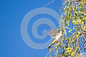 White-eared Bulbul Pycnonotus leucotis. bulbul. A White eared Bulbul Pycnonotus leucotis perched in an Acacia tree, against a