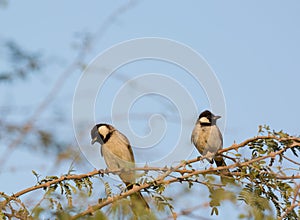 White-eared Bulbul Pycnonotus leucotis. bulbul. A White eared Bulbul Pycnonotus leucotis perched in an Acacia tree, against a