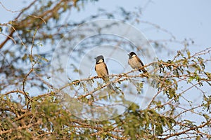 White-eared Bulbul Pycnonotus leucotis. bulbul. A White eared Bulbul Pycnonotus leucotis perched in an Acacia tree, against a