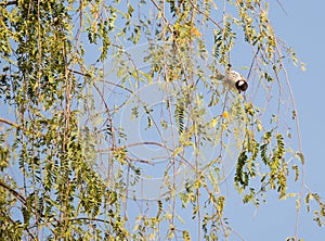 White-eared Bulbul Pycnonotus leucotis. bulbul. A White eared Bulbul Pycnonotus leucotis perched in an Acacia tree, against a