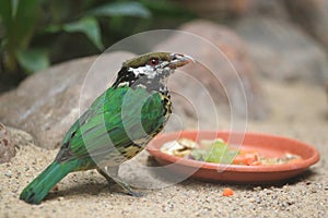 White-eared catbird