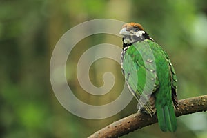 White-eared catbird