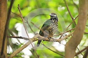 White-eared catbird