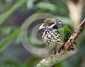 White Eared Catbird in Honk Kong Aviary