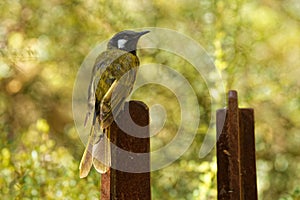 White-eared honeyeater - Lichenostomus leucotis - bird honeyeater from Australia, member of the family Meliphagidae honeyeaters