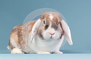 White eared mini-lop rabbit in the studio
