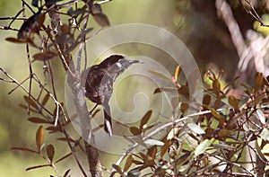 White-eared Myza in Lore Lindu National Park, Sulawesi, Indonesia photo