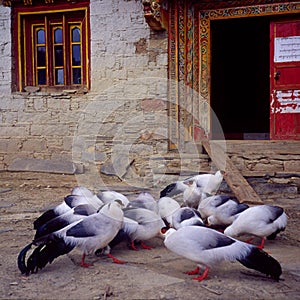 White-eared pheasants