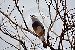 White-eared Sibia bird.