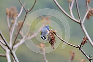 White-eared Sibia bird.