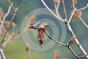 White-eared Sibia bird.