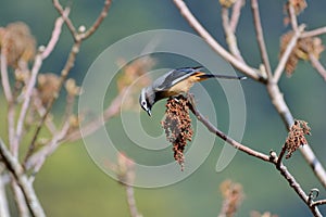 White-eared Sibia bird.