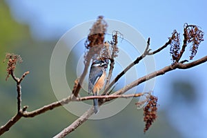 White-eared Sibia bird.