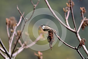 White-eared Sibia bird.