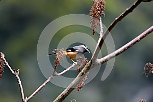 White-eared Sibia bird.