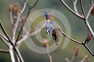 White-eared Sibia bird.