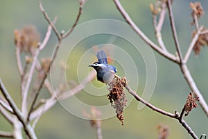 White-eared Sibia bird.