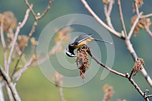 White-eared Sibia bird.