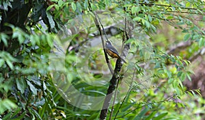 A White-eared Sibia rests on a tree branch.