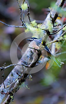 A White-eared Sibia stands on a pyracantha branch.