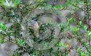 A White-eared Sibia stands on a pyracantha branch covered with red berries.