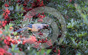 A White-eared Sibia stands on a pyracantha branch covered with red berries.