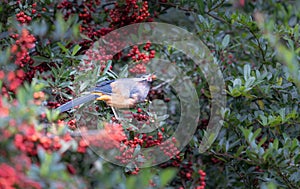 A White-eared Sibia stands on a pyracantha branch covered with red berries.