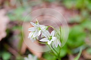 White early spring lily flowers with green veins on blurred background